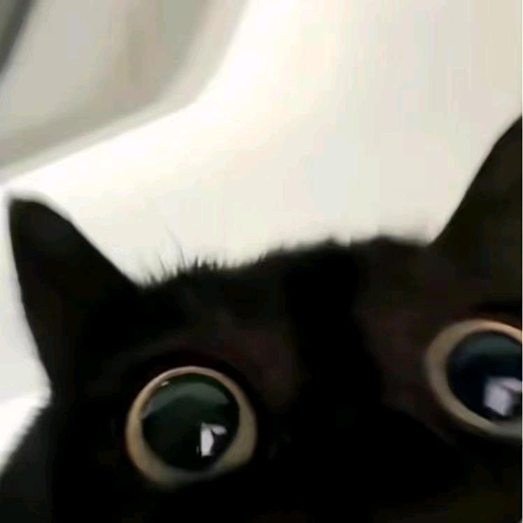古鸟