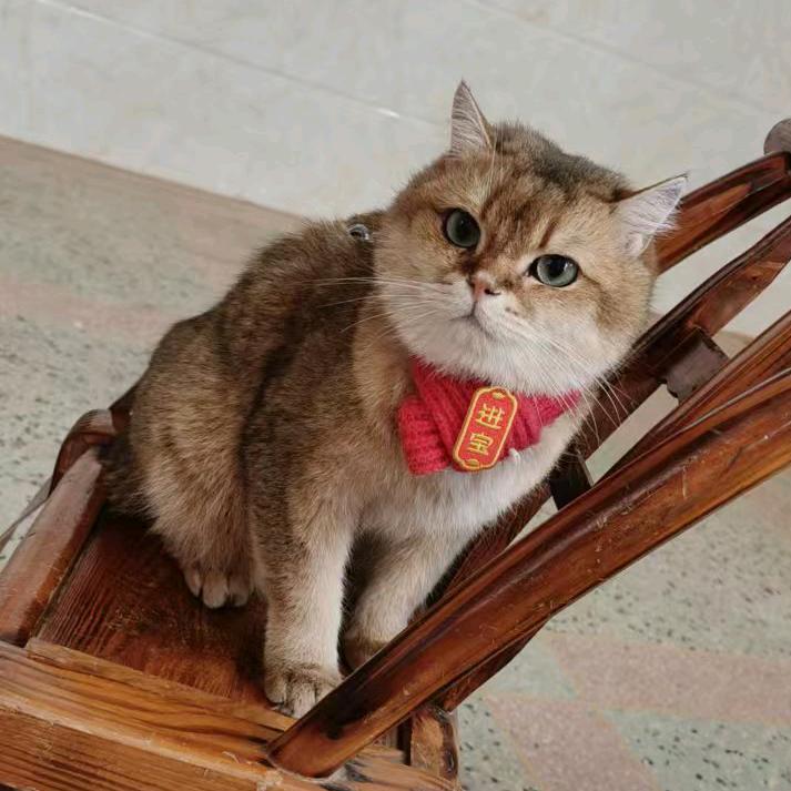 懒猫福宝
