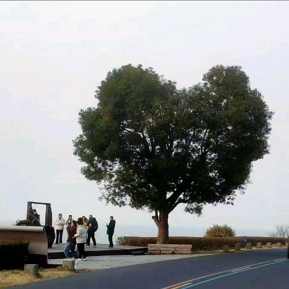 飞翔自我