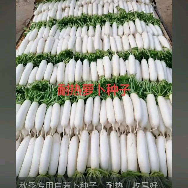 种子编线，各种蔬菜种子编线，收购全网蔬菜