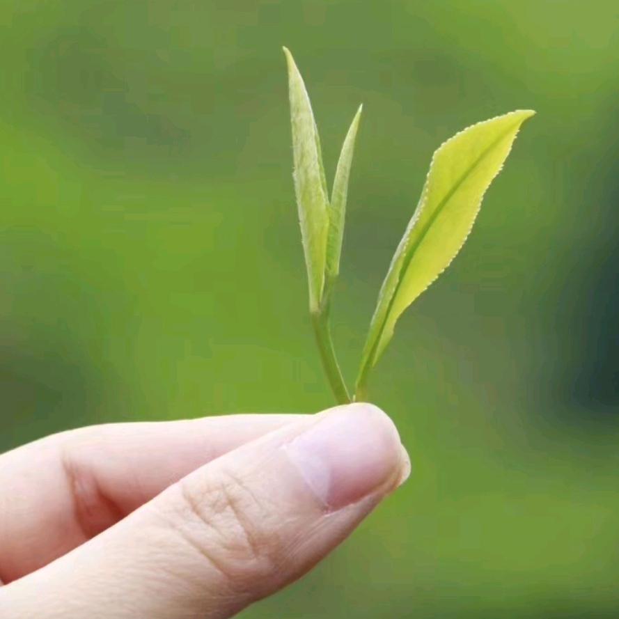 忆林🍵茶坊