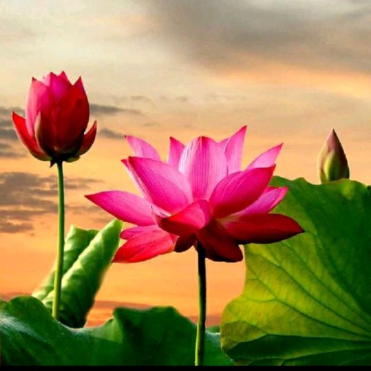 💐琴有独钟💐