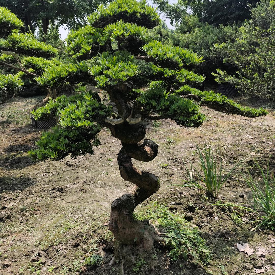 小李花卉园艺