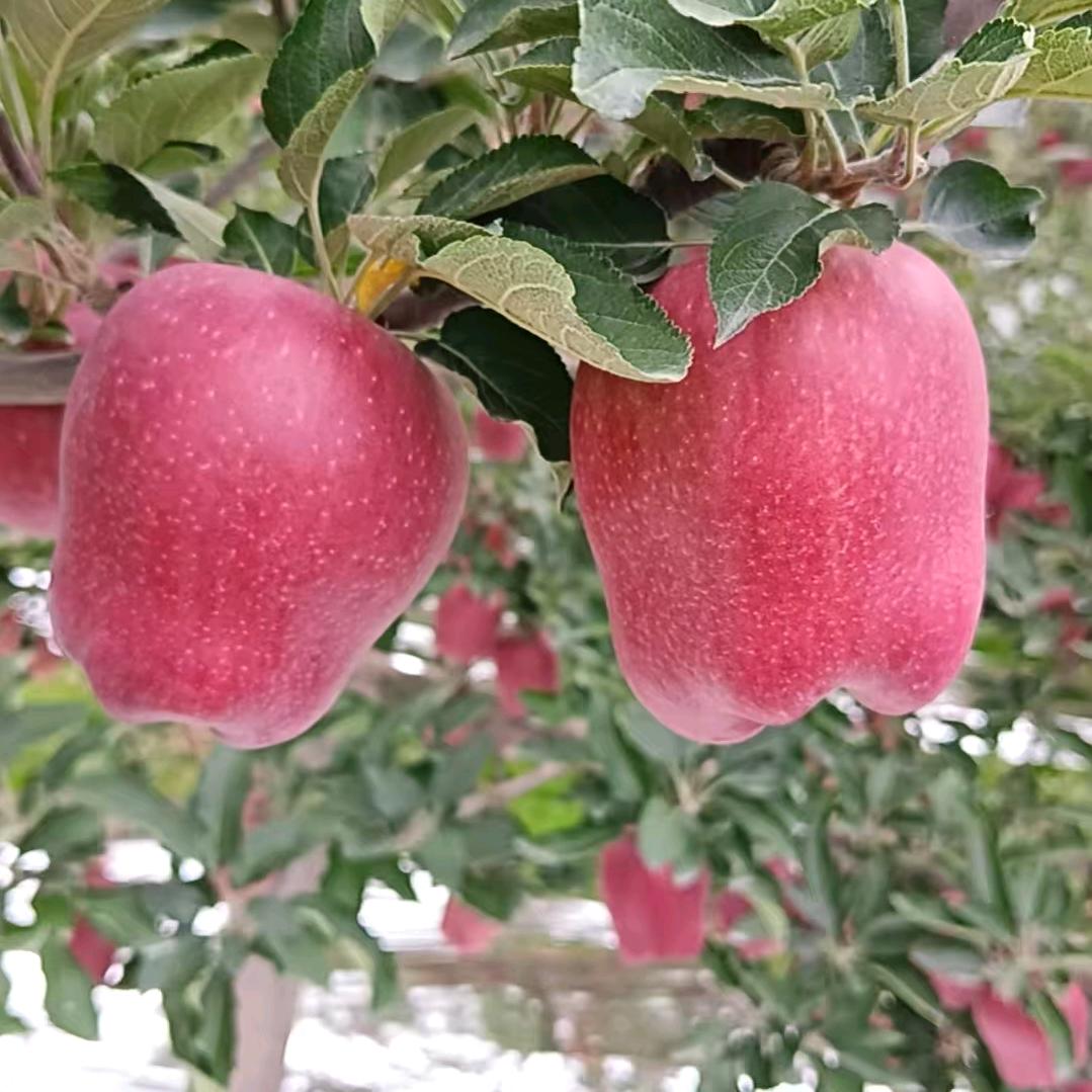 麦积连珩农产品精选小铺