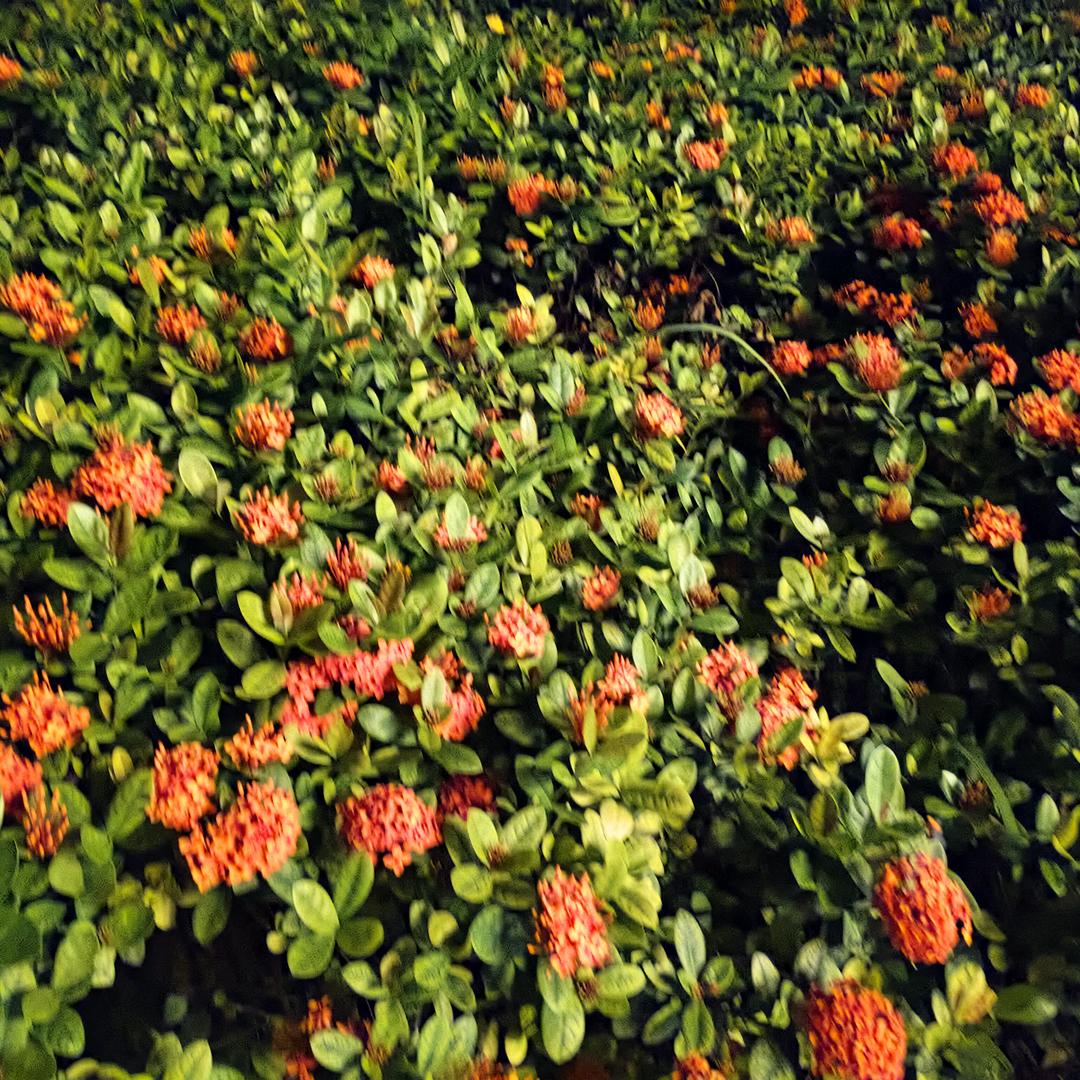 🍀枚姐……🌴
