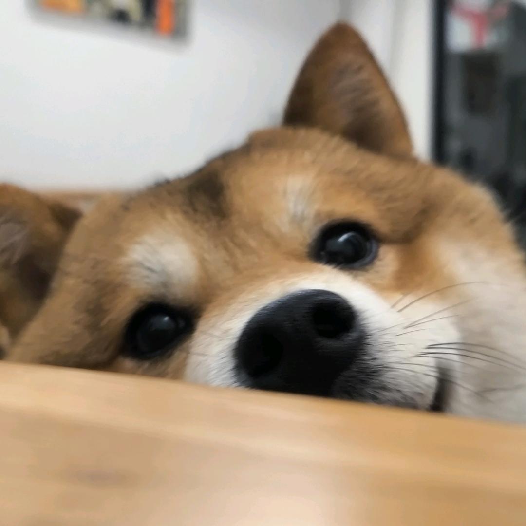 总柴西瓜