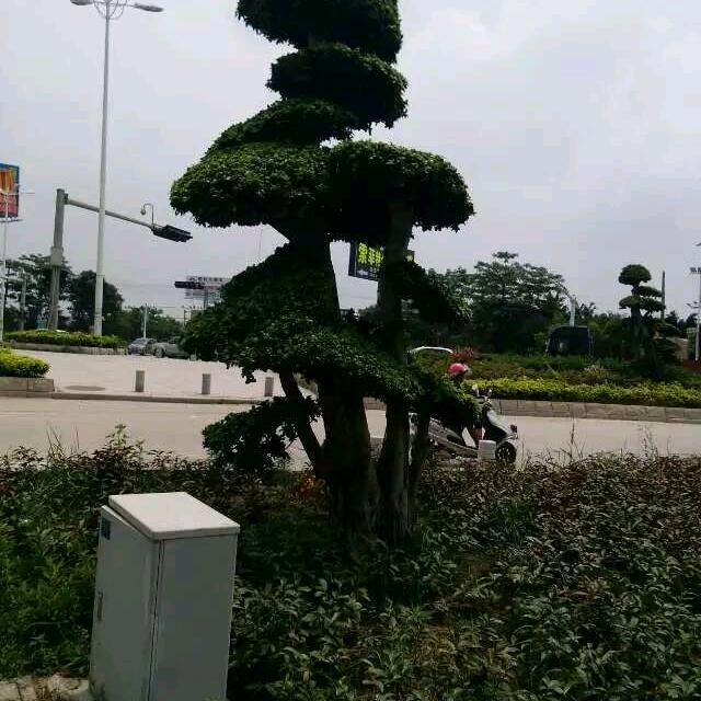拼博