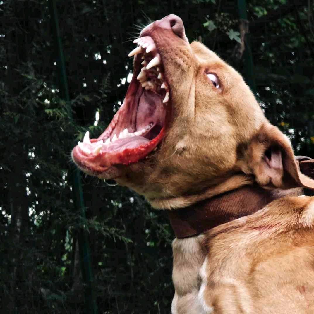 实战比特犬斗兰专用