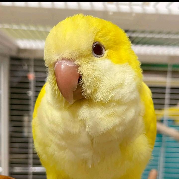🌈国庆养鹦鹉🦜（手养鹦鹉）