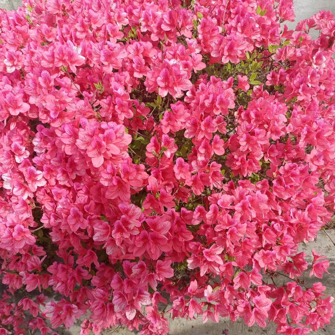 无为市三公山旅游