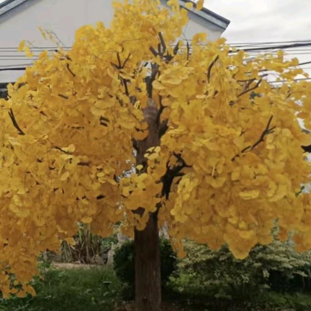 追求梦想活好每一天