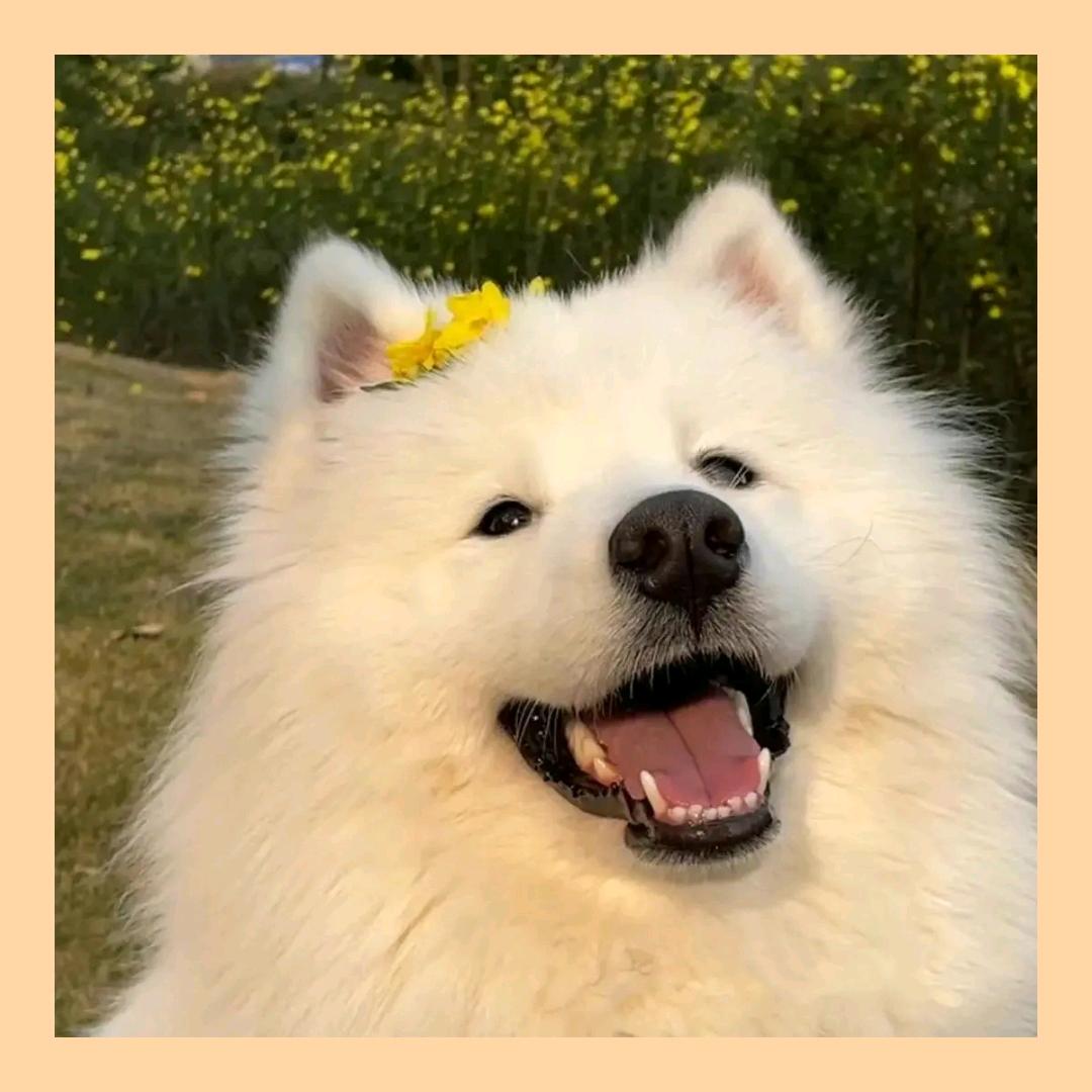 尹锦花