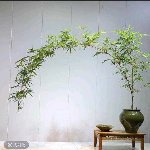 自由飞翔