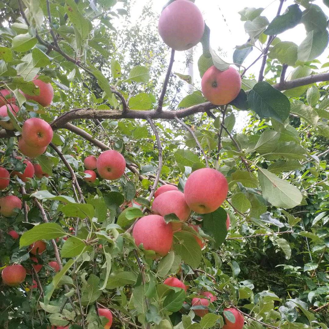 周周生鲜水果