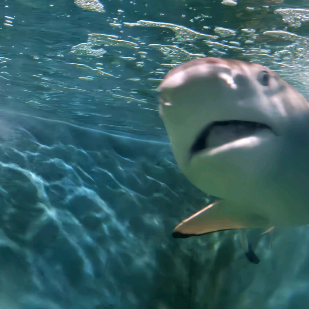 阴暗扭曲大白鲨