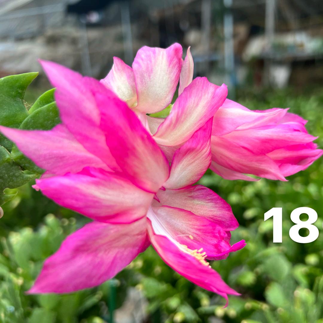 花仙子笑梅花卉