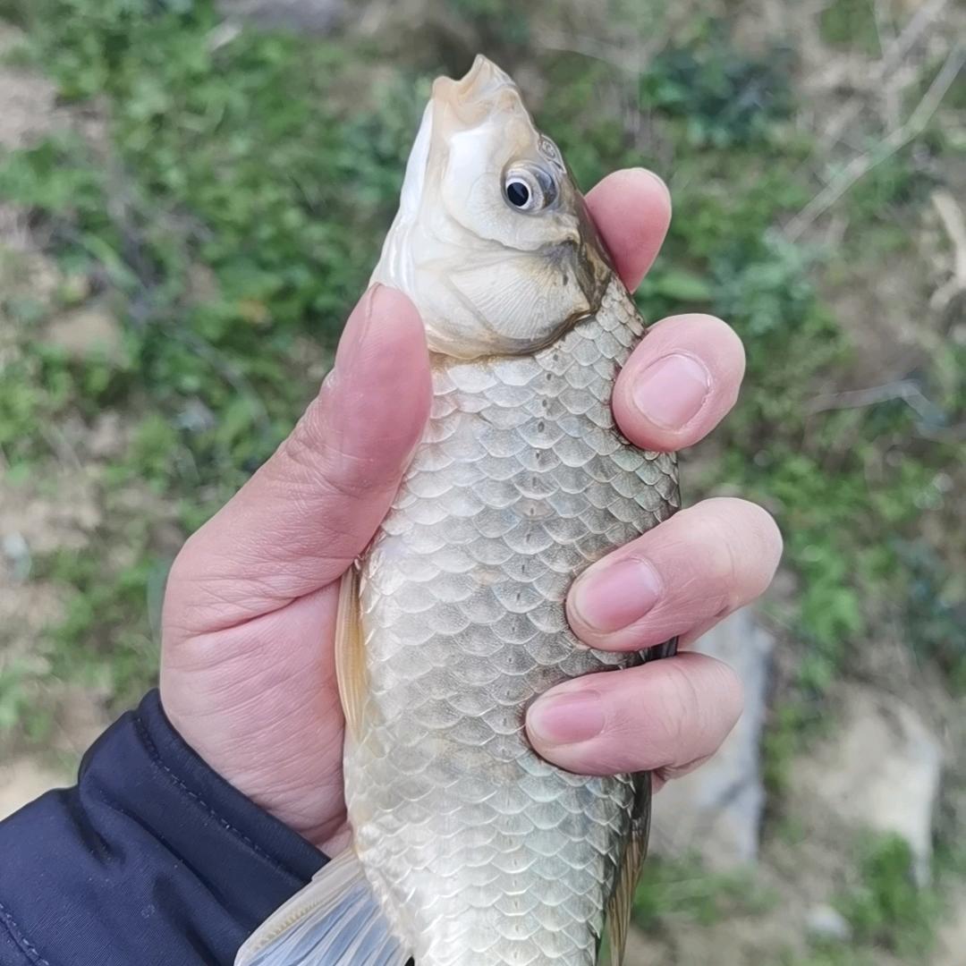 老三钓鱼
