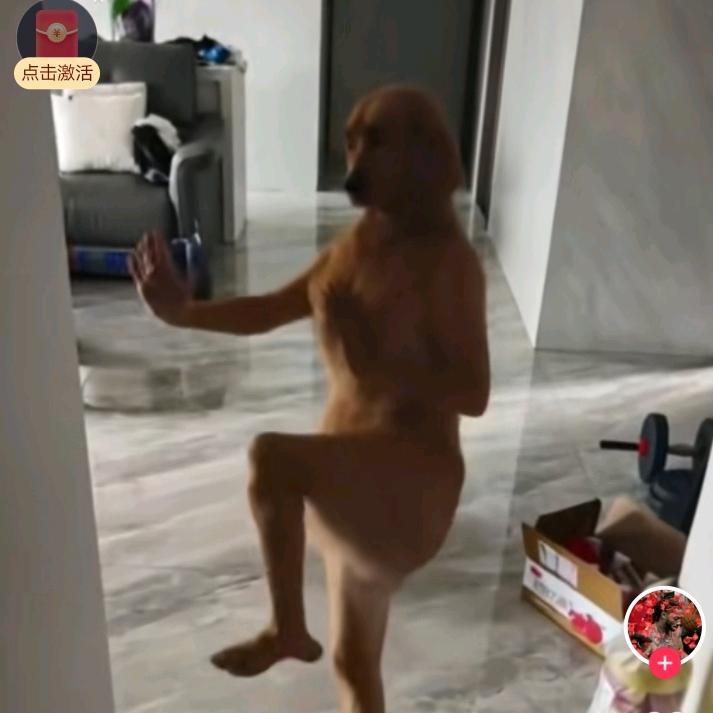 功夫狗