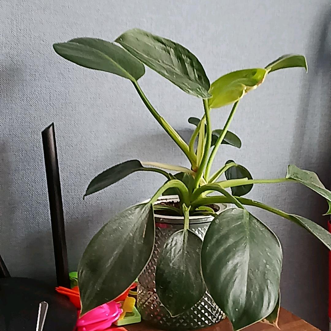 素馅小丸丸