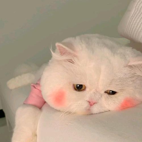 杨桃儿