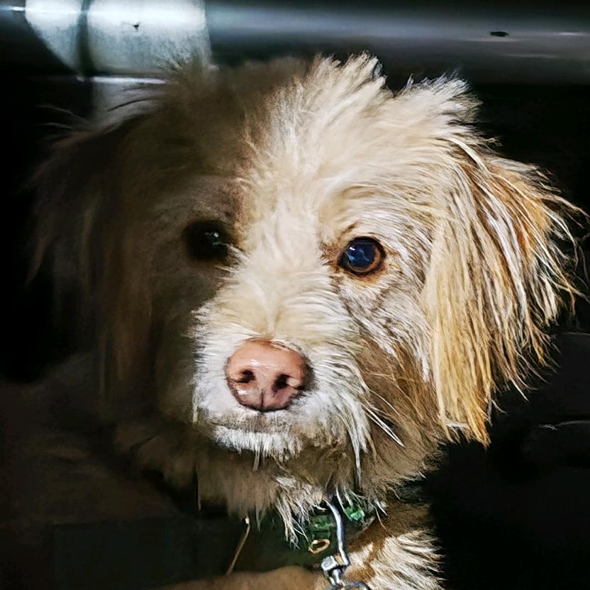 🐶毛球