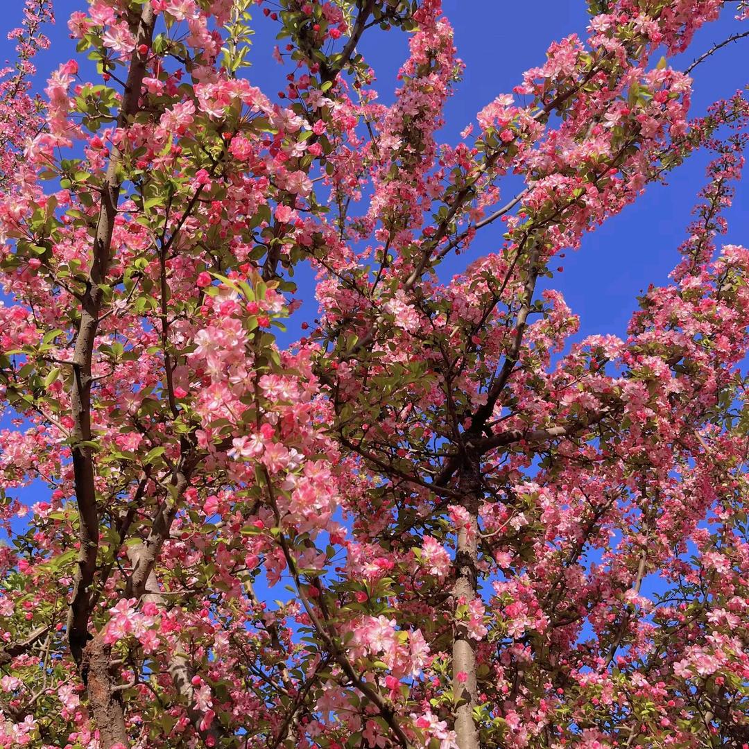 雪花飘飘🌸