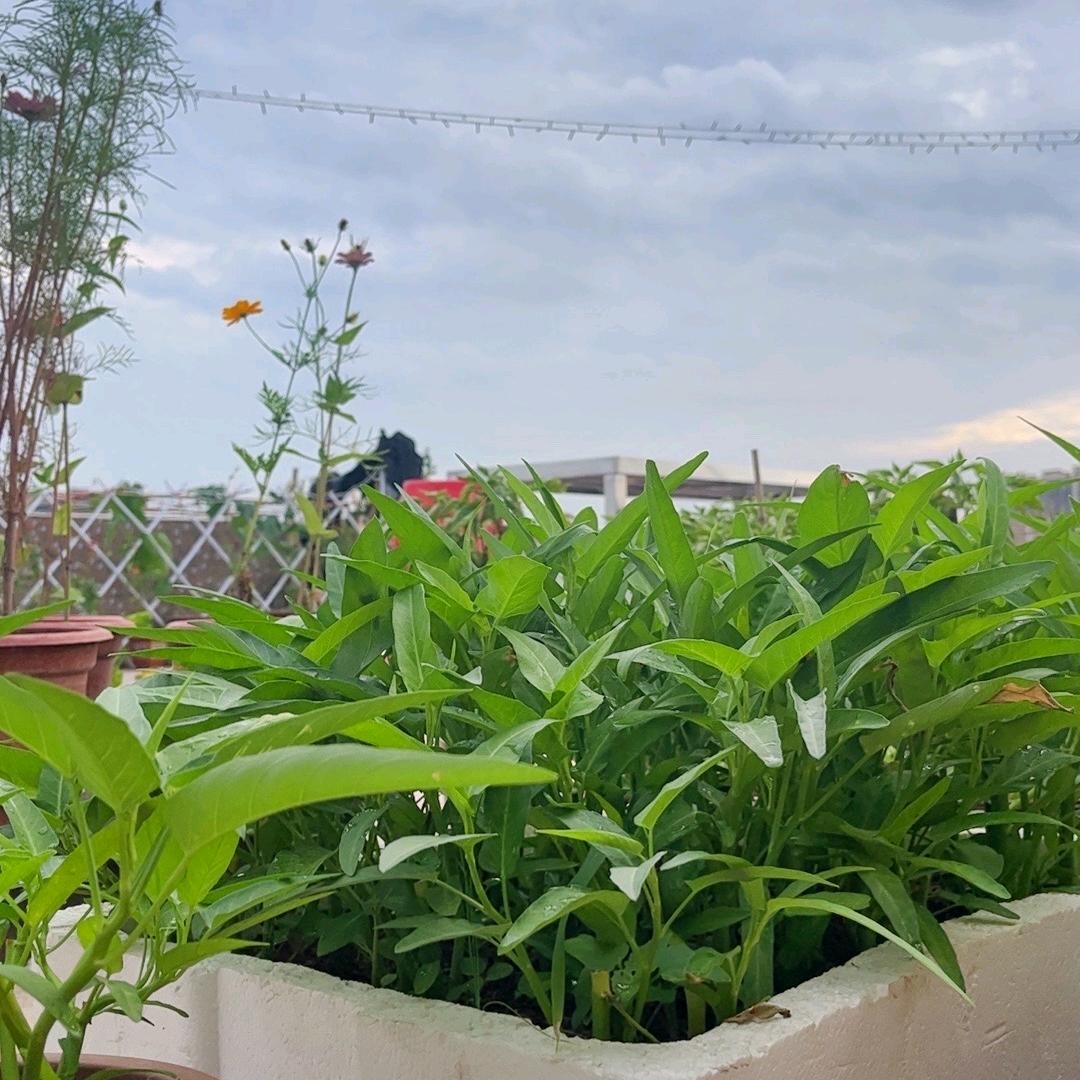 我的楼顶菜园