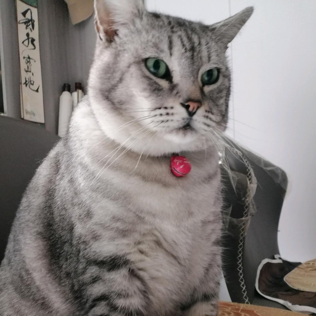 豹子胖胖