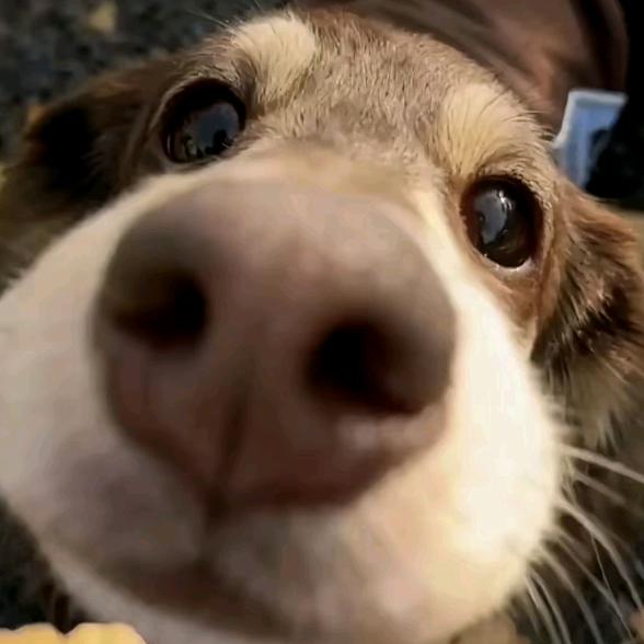 薯片我撒干燥剂，吃完增长记忆力