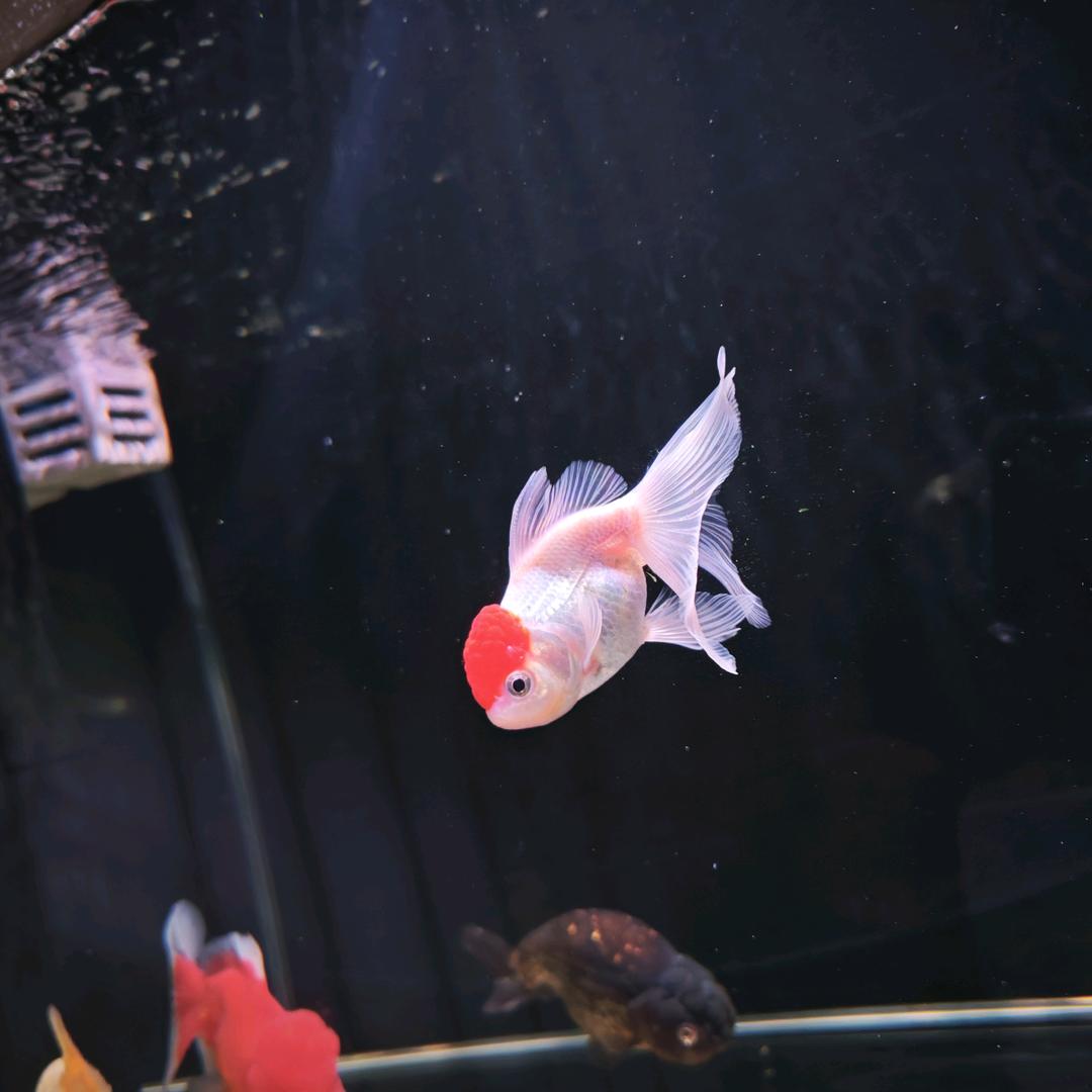 曹洋宝