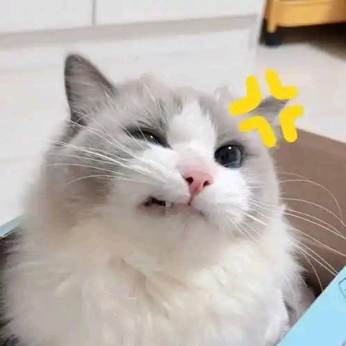 迟到的叛逆期
