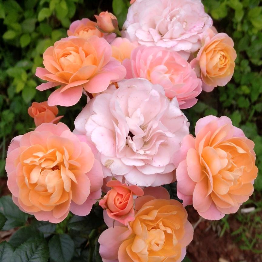 除了坚强，我别无选择