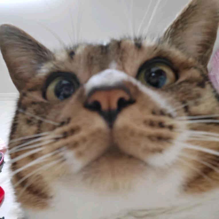 鼠鼠