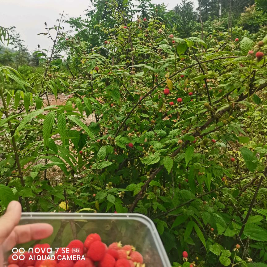 怀化白马风景区玉儿