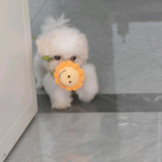 磊子