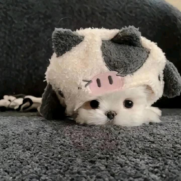 雾里看花