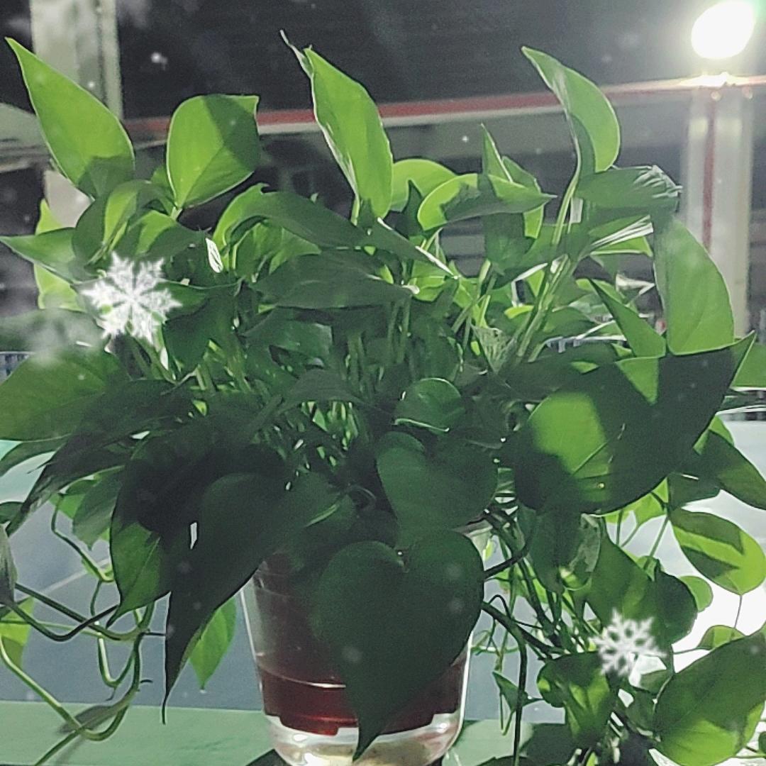 ༺孤༽༵狼༽࿑