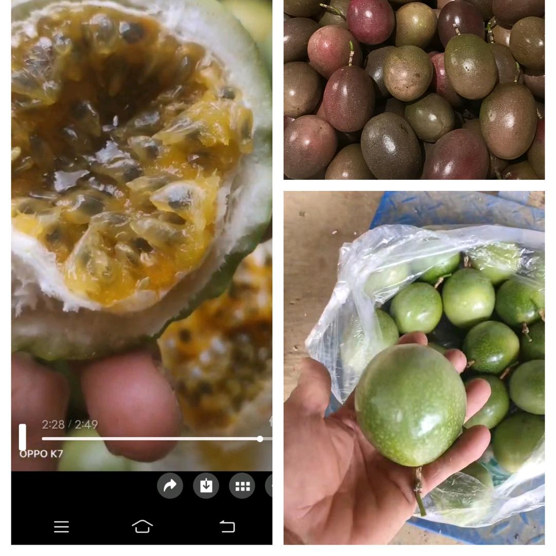 收购西番莲百香果/紫香/台农/黄金百香果