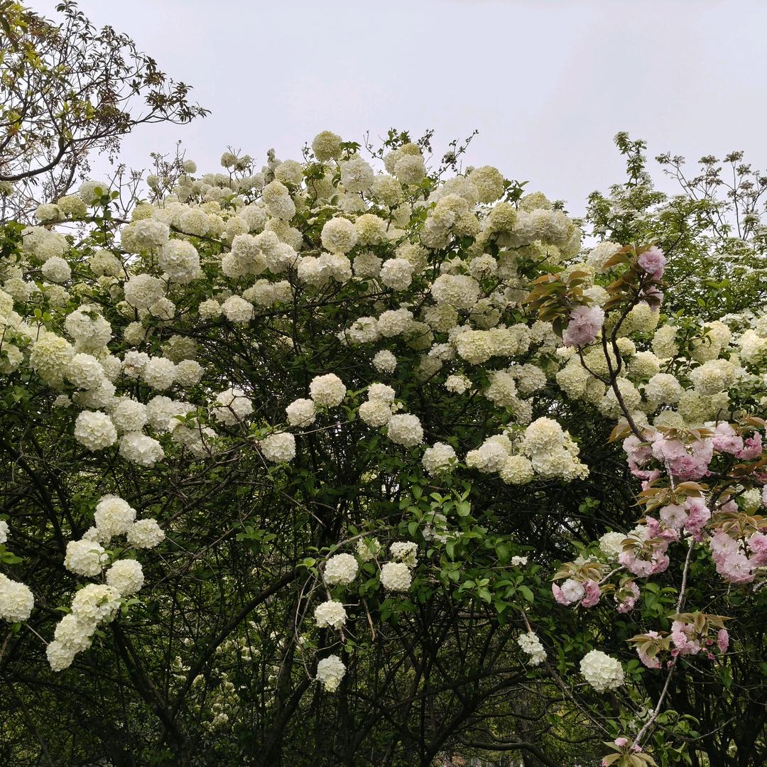 杜修丰