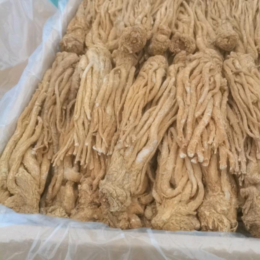甘肃地产中药材