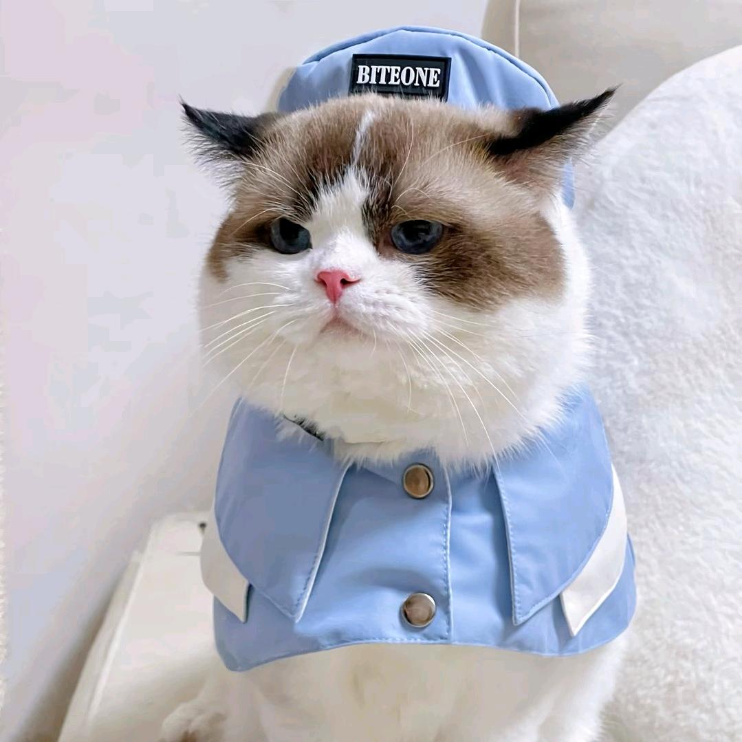 臭喵玩游戏