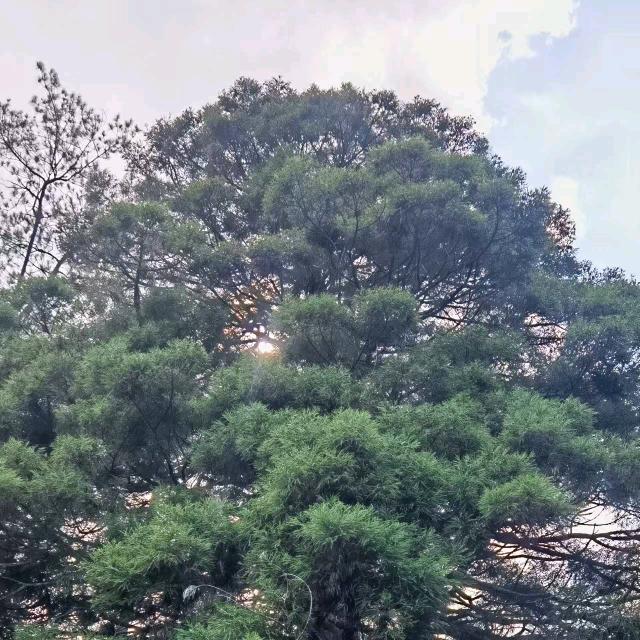 千丝万缕(988