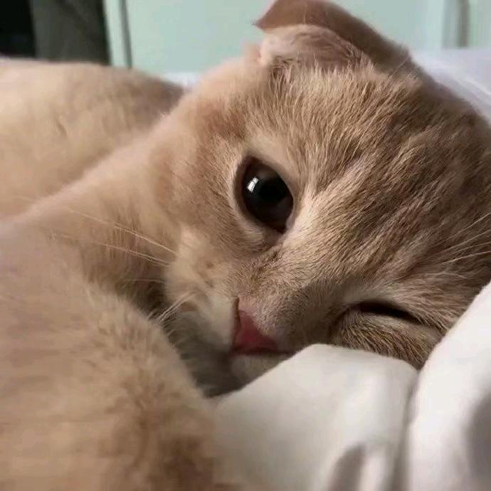 章章爱养猫