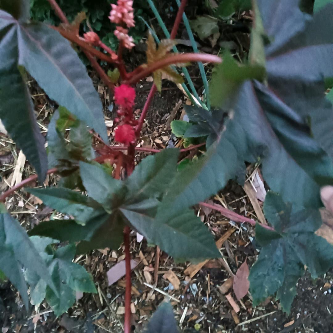 红尘姐姐