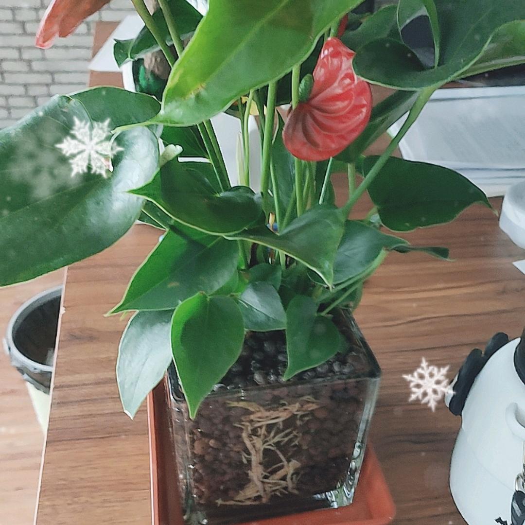 煜炎易燃说