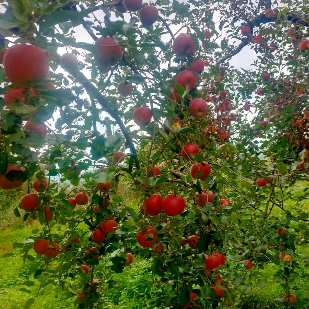 疯疯癫癫小情绪