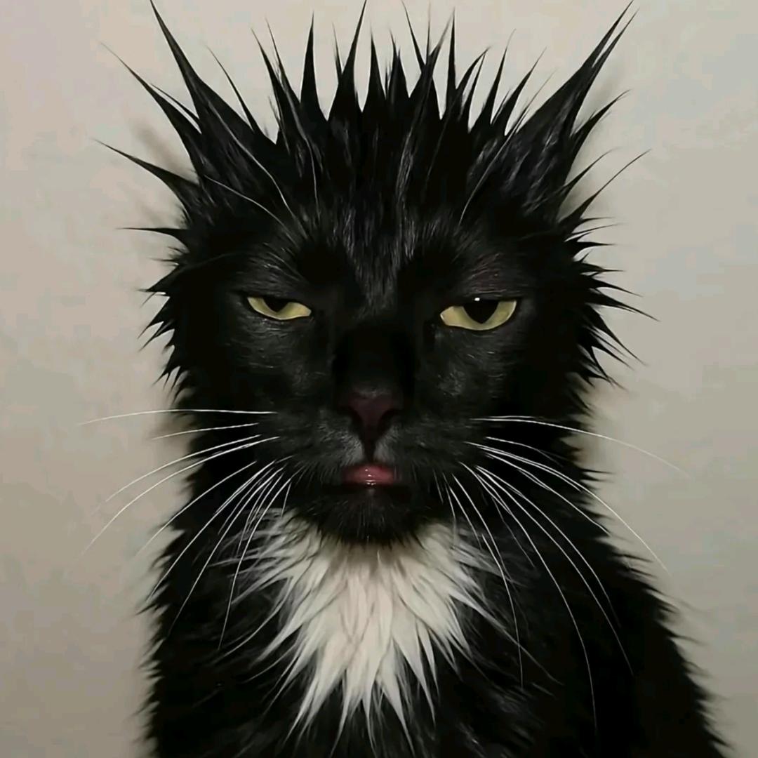 骨头狗
