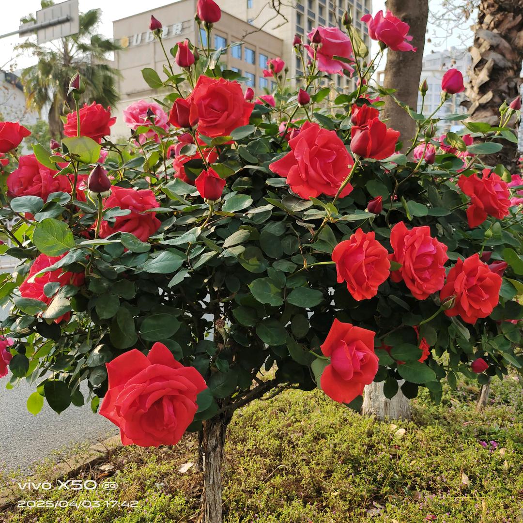 花非花，土是土