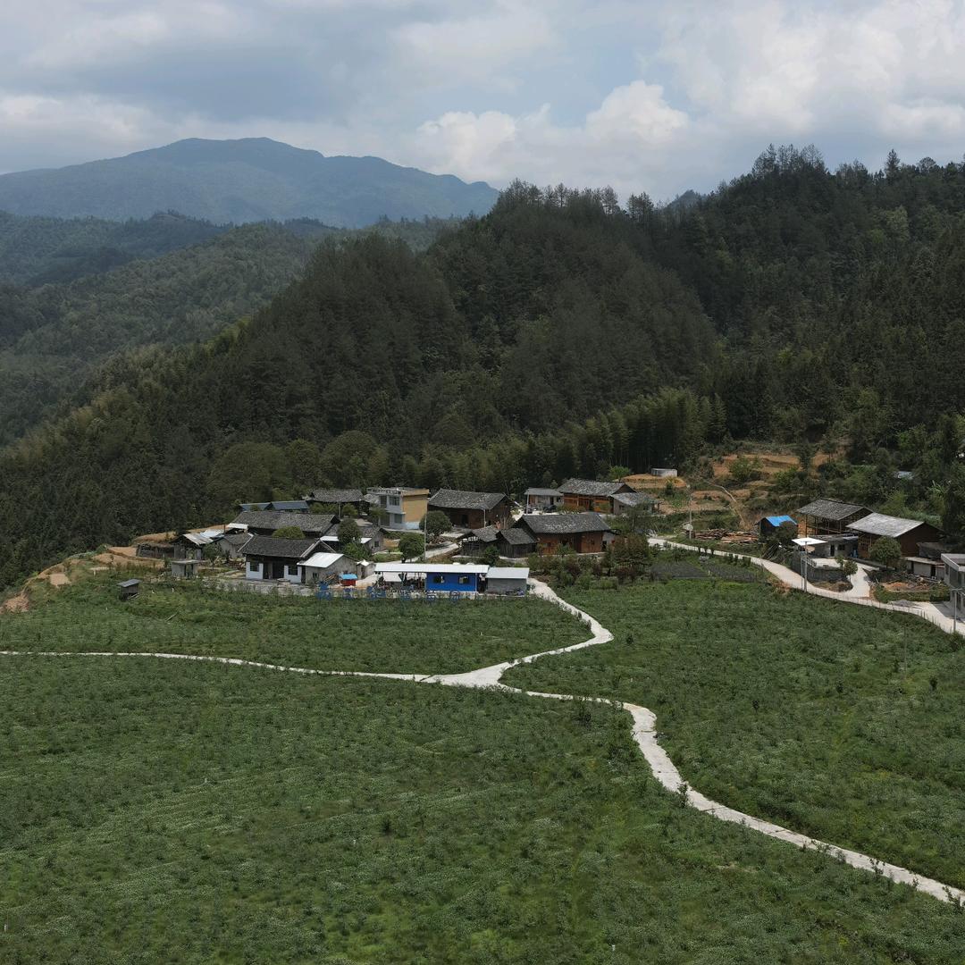 苗王谷蓝莓钱姐姐