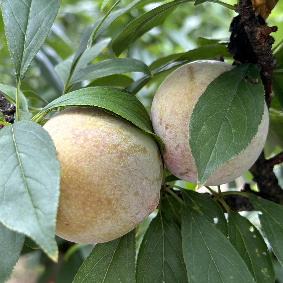 小y家嵊州桃形李